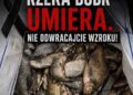 Pokojowy protest w obronie Bobru. Uczestnicy zapowiadają akcję na drodze krajowej nr 3