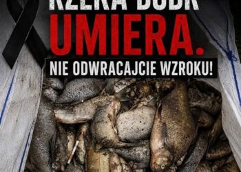 Pokojowy protest w obronie Bobru. Uczestnicy zapowiadają akcję na drodze krajowej nr 3
