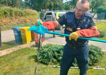 Nietypowa interwencja Straży Miejskiej w Bogatyni