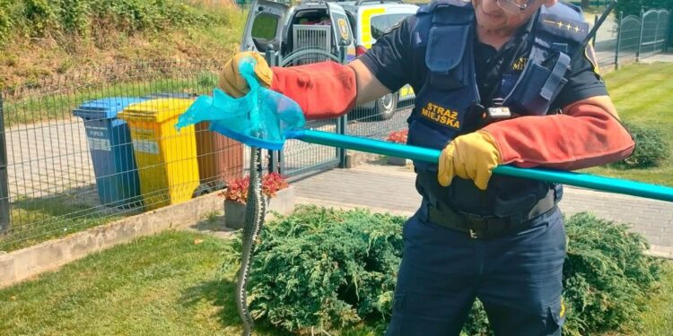 Nietypowa interwencja Straży Miejskiej w Bogatyni