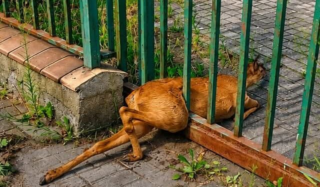 Sarna zaklinowała się w ogrodzeniu. Pomogli strażnicy