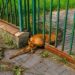 Sarna zaklinowała się w ogrodzeniu. Pomogli strażnicy