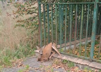 Sarna utknęła w ogrodzeniu szkoły – pomogła straż miejska