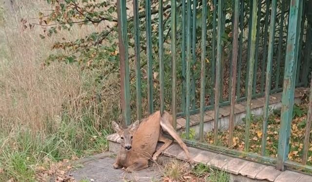 Sarna utknęła w ogrodzeniu szkoły – pomogła straż miejska